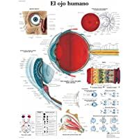 Los mejores  - 3B Scientific VR3226UU Impreso En Papel- el Ojo Humano